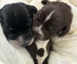 German Shorthaired Pointer Puppy for sale in WESTPORT, MA, USA