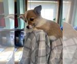 Small Photo #5 Pembroke Welsh Corgi Puppy For Sale in MCMINNVILLE, TN, USA