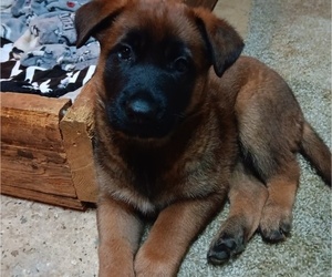 Belgian Malinois Puppy for sale in BALTIMORE, MD, USA