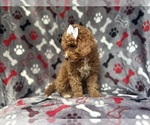 Small #8 Cavapoo