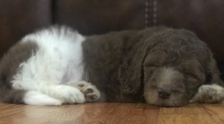 Goldendoodle Puppy for sale in VONORE, TN, USA