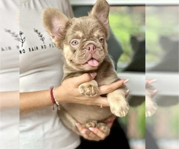 Medium Photo #3 French Bulldog Puppy For Sale in AGOURA HILLS, CA, USA