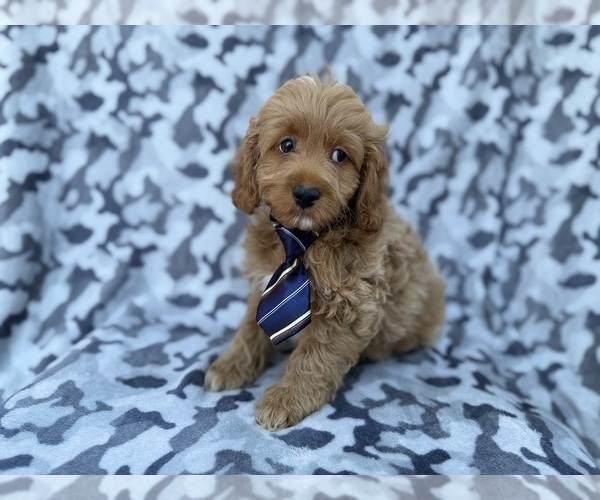Medium Photo #9 Cock-A-Poo Puppy For Sale in LAKELAND, FL, USA