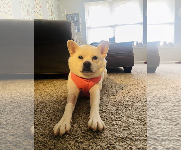 Medium Photo #4 American Eskimo Dog Puppy For Sale in Pikesville, MD, USA