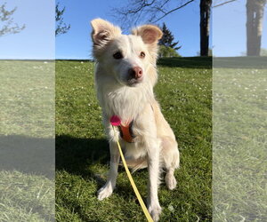 Mutt Dogs for adoption in Bellevue, WA, USA