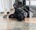 Small #42 American Pit Bull Terrier Mix