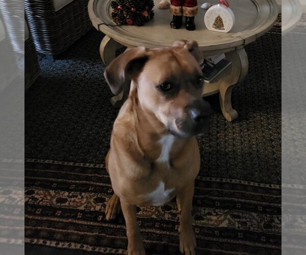 Medium Photo #3 Bogle Puppy For Sale in Parker Ford, PA, USA