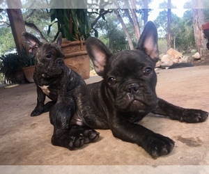 French Bulldog Puppy for sale in SAN MARCOS, TX, USA