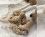 Small Photo #2 Golden Retriever Puppy For Sale in LAKEWOOD, CA, USA