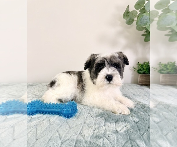 Medium Photo #1 Schnauzer (Miniature) Puppy For Sale in GREENFIELD, IN, USA