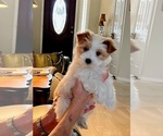 Small #1 Yorkshire Terrier