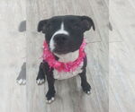 Small #1 American Pit Bull Terrier