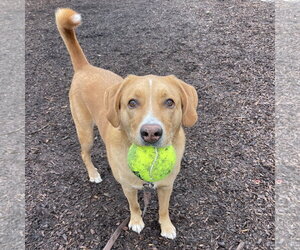 Sherlock - Male Labrenees Dog for Adoption - Photo #5