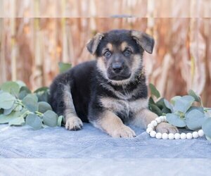 Medium German Shepherd Dog
