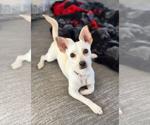 Chihuahua Dogs for adoption in Arlington, VA, USA