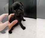 Small Photo #3 Pug Puppy For Sale in TUCSON, AZ, USA