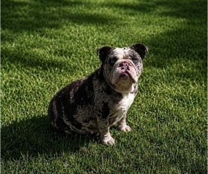 Mother of the English Bulldog puppies born on 07/01/2026