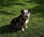 Small Photo #1 English Bulldog Puppy For Sale in PORT RICHEY, FL, USA