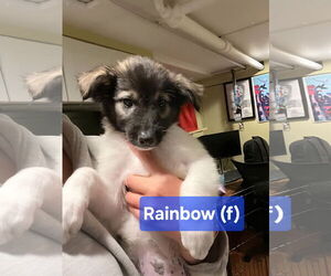 Border Collie-Unknown Mix Dogs for adoption in Jackson Township, NJ, USA