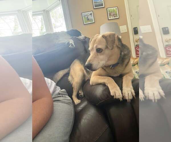 Medium Photo #1 Beagle-Unknown Mix Puppy For Sale in Woodbury, NY, USA