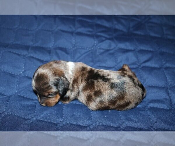 Medium Photo #3 Dachshund Puppy For Sale in LOWELL, IN, USA