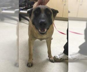 Mutt Dogs for adoption in Riverside, CA, USA