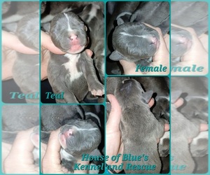 American Pit Bull Terrier Puppy for sale in DELAWARE, OH, USA