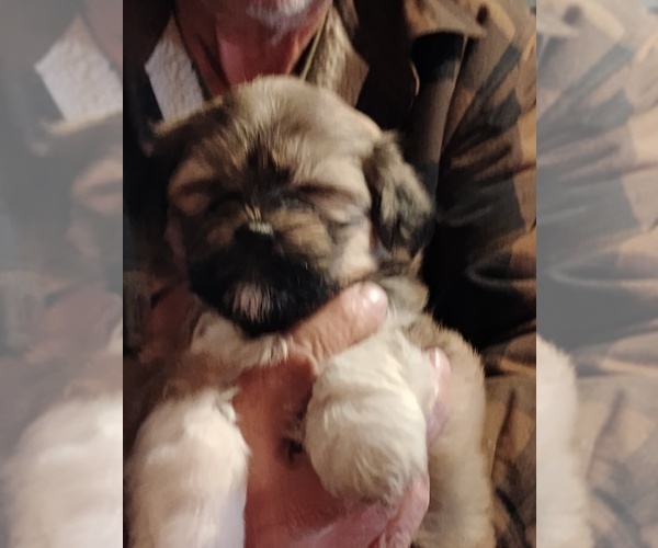 Medium Photo #6 Havapoo Puppy For Sale in POLO, MO, USA