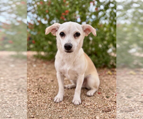 Medium Photo #1 Chiweenie Puppy For Sale in PIPE CREEK, TX, USA