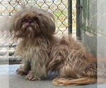 Small #2 Shih Tzu