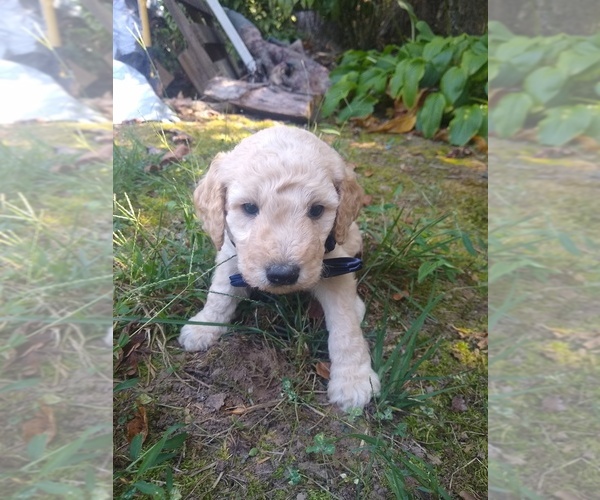 Medium Photo #21 Goldendoodle Puppy For Sale in ZEBULON, NC, USA