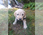 Small Photo #21 Goldendoodle Puppy For Sale in ZEBULON, NC, USA