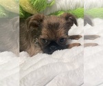 Small #7 Brussels Griffon