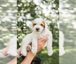 Small Photo #39 Goldendoodle (Miniature) Puppy For Sale in FREDERICA, DE, USA