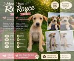 Small Retriever  Mix