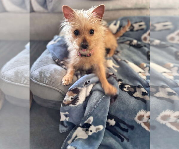 Medium Photo #6 Mutt Puppy For Sale in Mount Pleasant, SC, USA