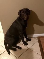 Labrador Retriever Puppy for sale in STONE MOUNTAIN, GA, USA