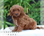 Small #2 Cavapoo
