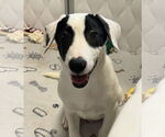 Small #3 Labrador Retriever Mix