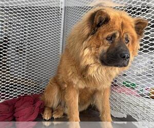 Chow Chow Dogs for adoption in Bakersfield, CA, USA