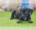 Small #1 Catahoula Leopard Dog
