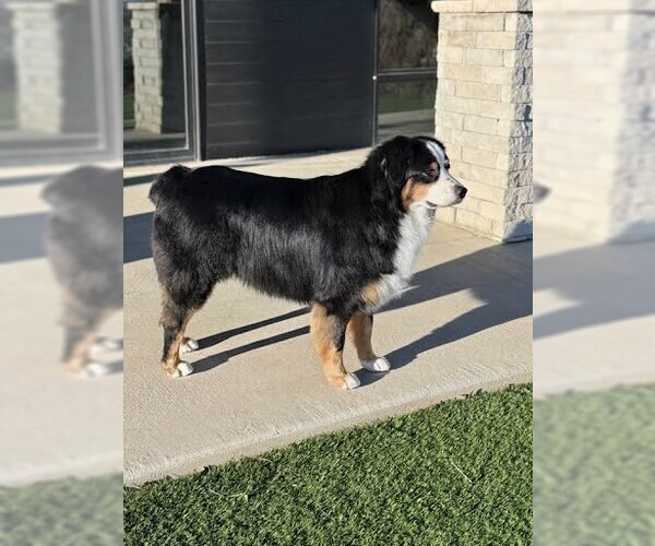 Medium Photo #3 Australian Shepherd Puppy For Sale in Winter Park, CO, USA