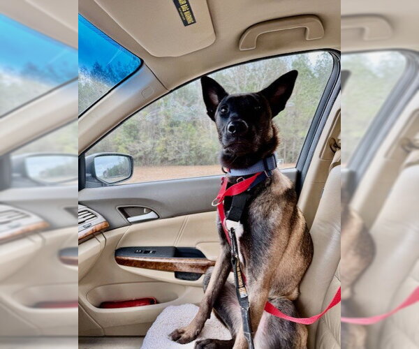 Medium Photo #12 Catahoula Leopard Dog-Unknown Mix Puppy For Sale in Stevens Point, WI, USA
