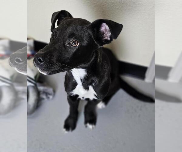 Medium Photo #3 Collie-Labrador Retriever Mix Puppy For Sale in Rockwall, TX, USA