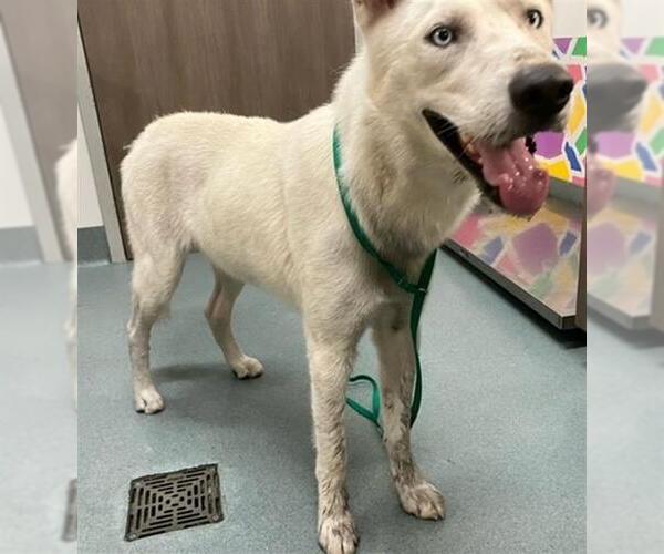 Medium Photo #1 Siberian Husky-Unknown Mix Puppy For Sale in Baytown, TX, USA