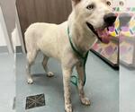 Small Siberian Husky Mix