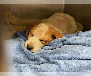 Labrador Retriever-Unknown Mix Dogs for adoption in Waco, TX, USA