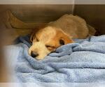 Small Labrador Retriever Mix