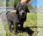 Small #4 Poodle (Miniature)