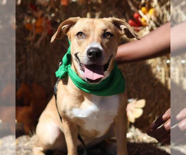 Medium Photo #2 Mutt Puppy For Sale in San Antonio, TX, USA